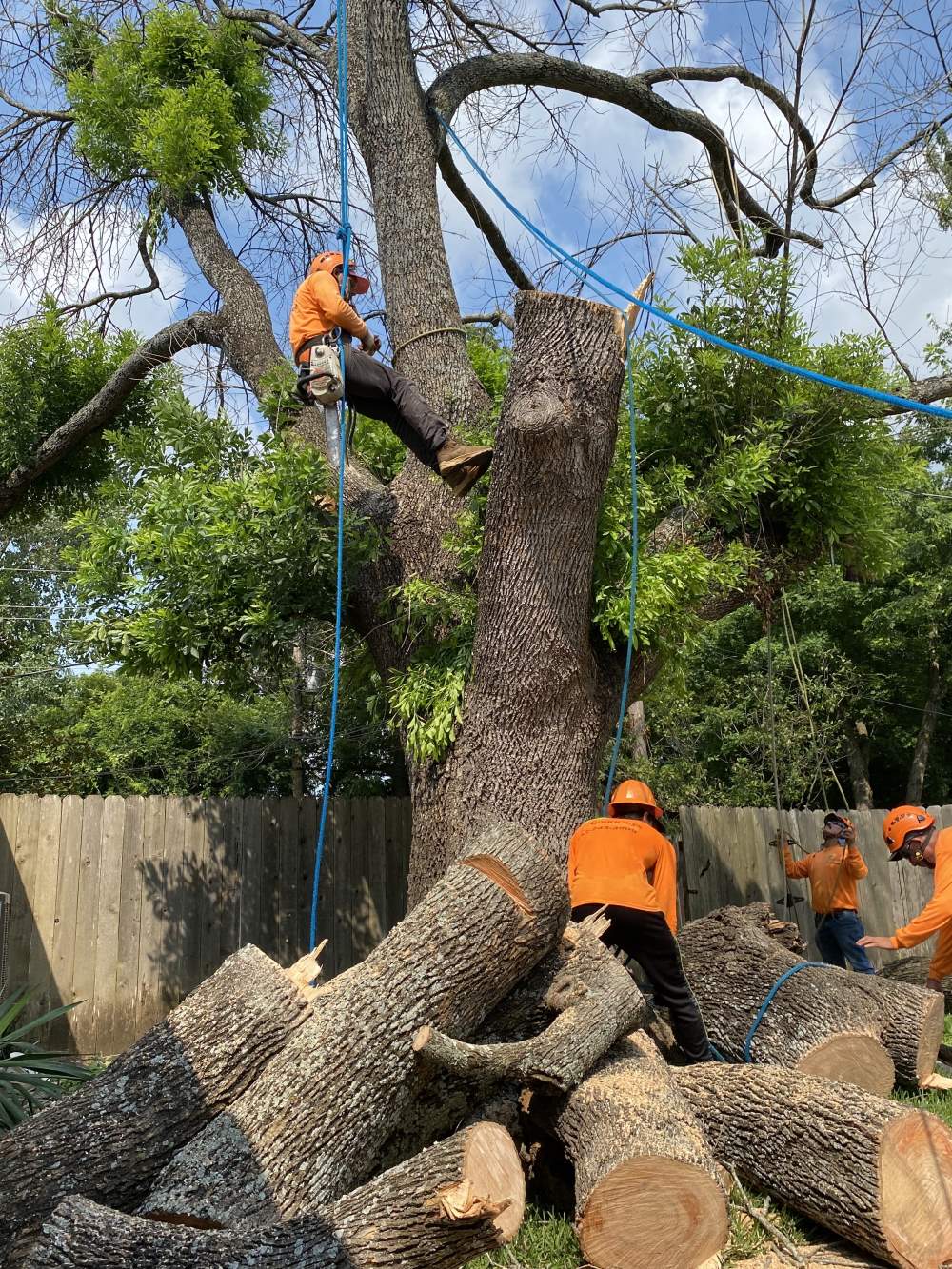 Tree Removal Company